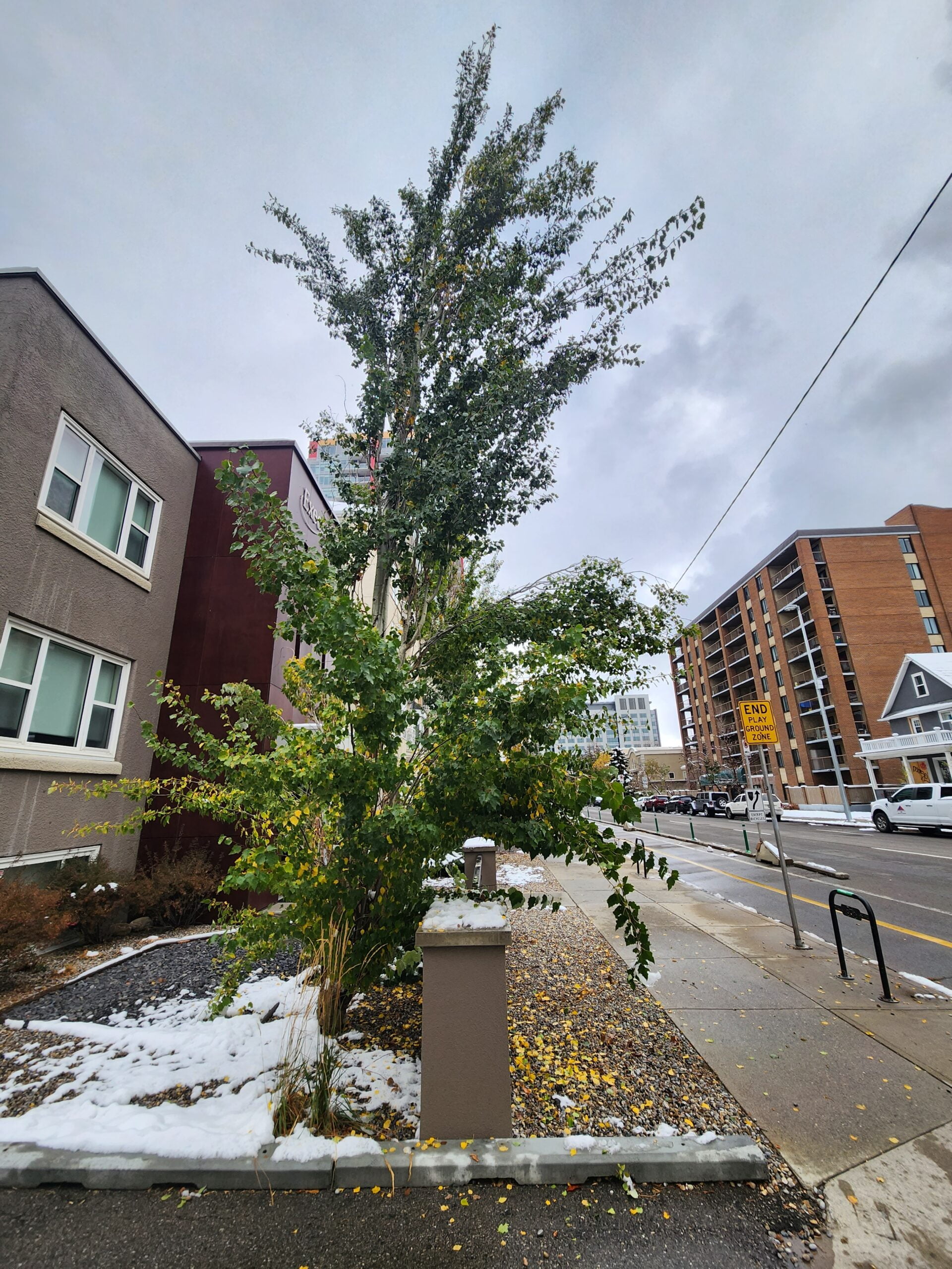 Towering Poplar with droopy branches, Calgary