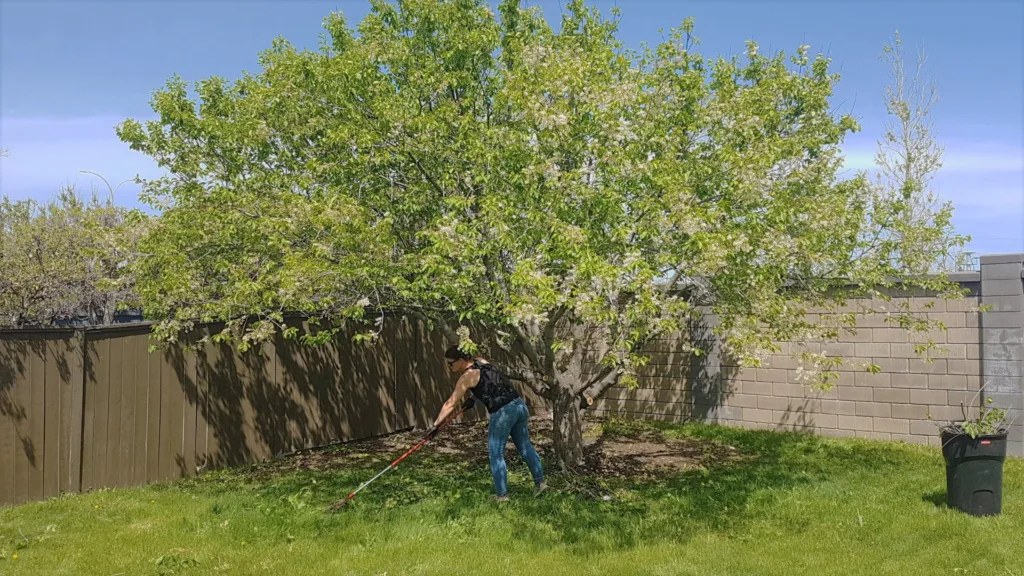 Tree Pruning & Shaping, Calgary